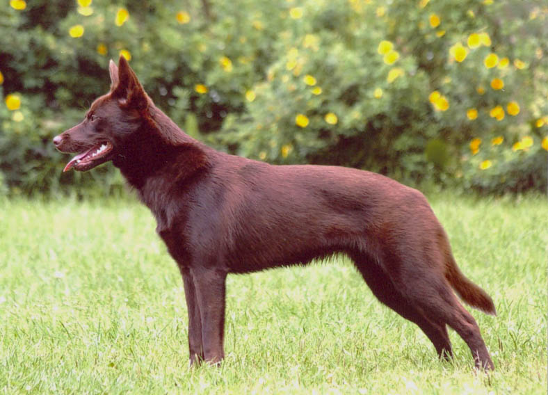 hilu_the_australian_kelpie_dog_0.jpg