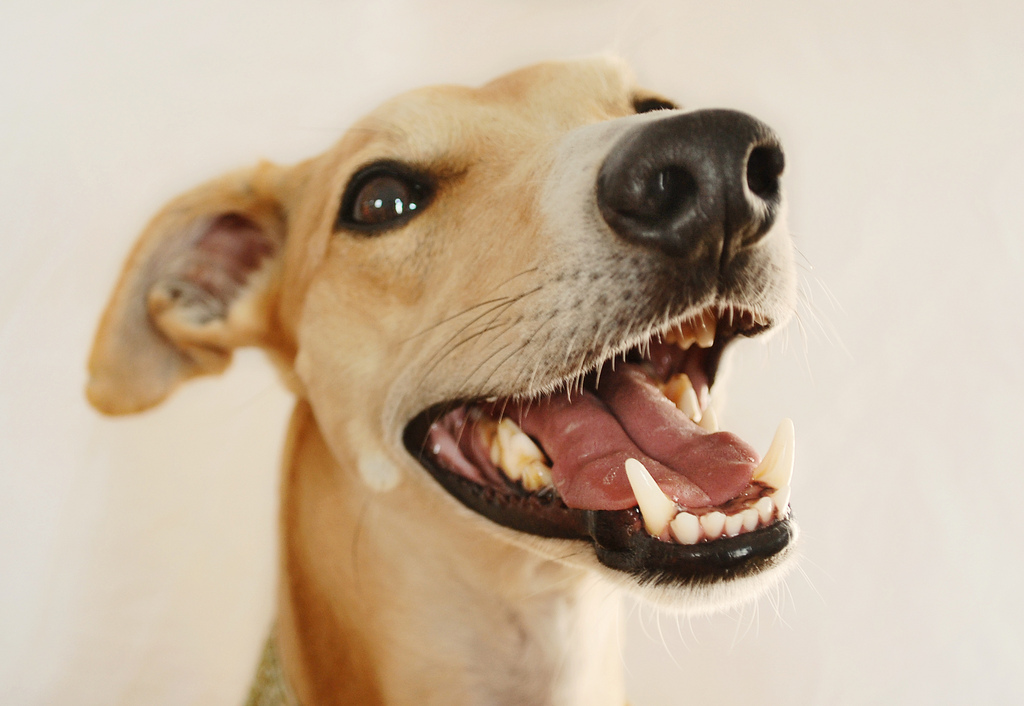 whippet_teeth.jpg