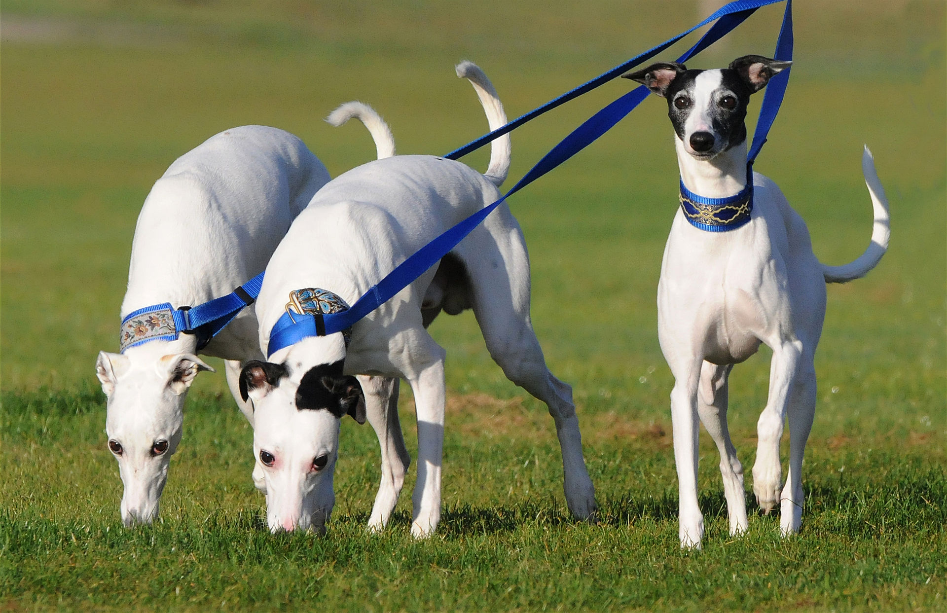 1920px-fireworks_whippets.jpg