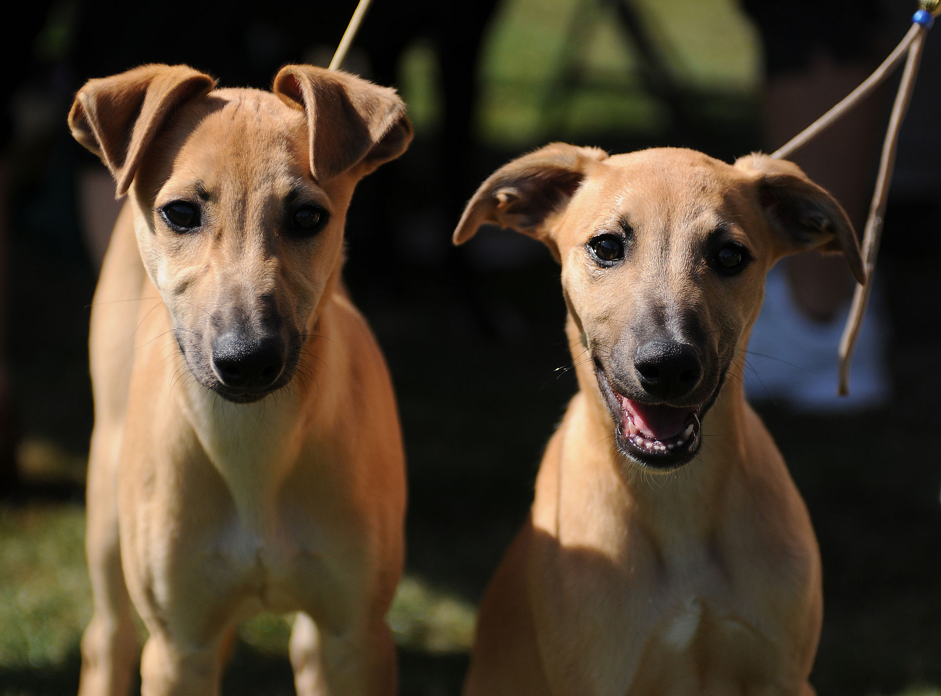 whippets_001.jpg