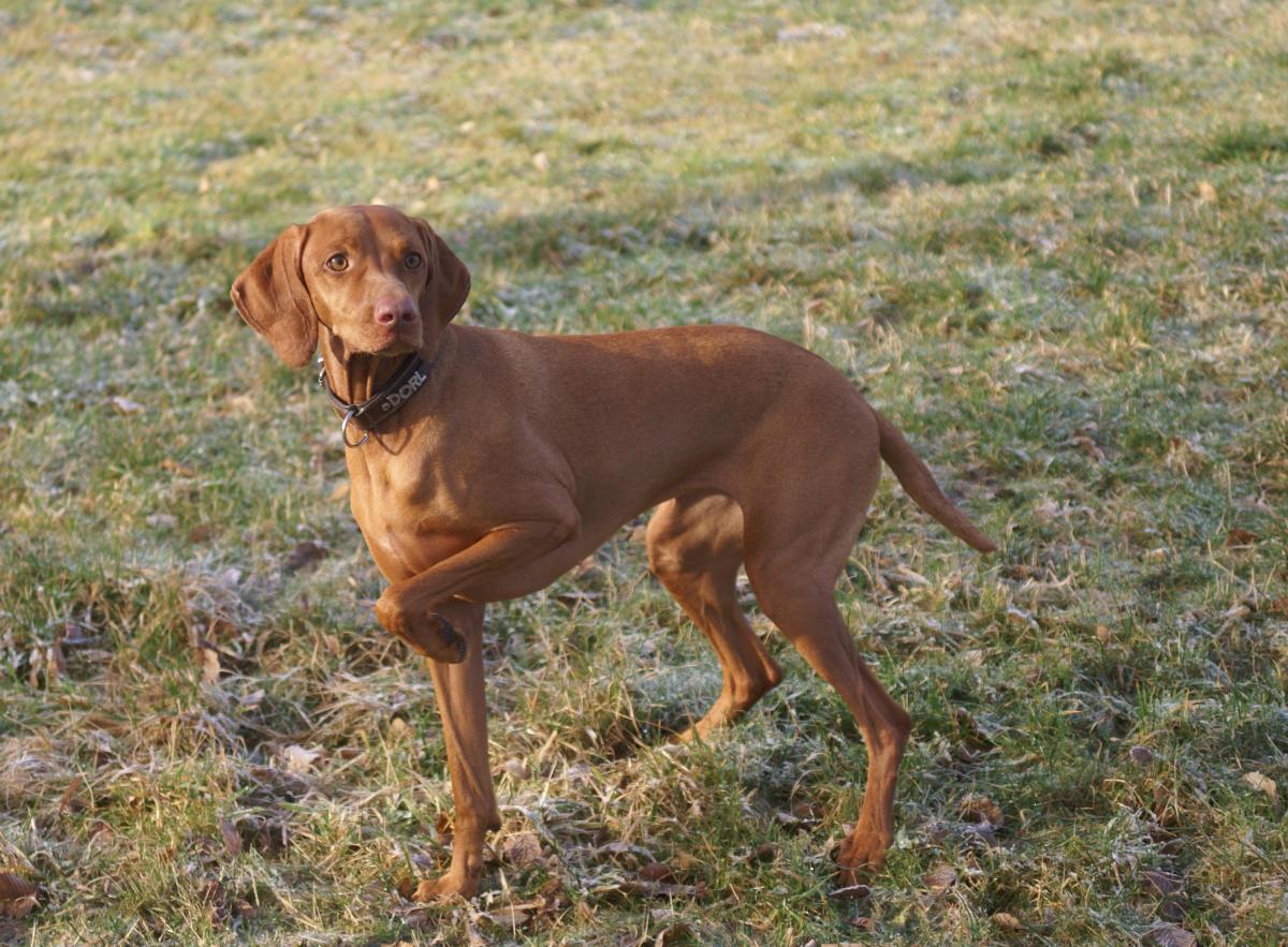 Vizsla o Braco Húngaro