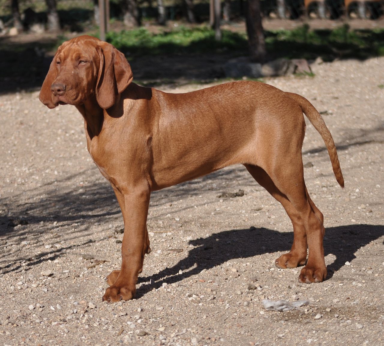 Vizsla o Braco Húngaro