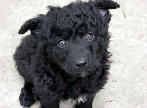 cachorro Perro Pastor Croata