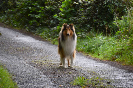 Collie