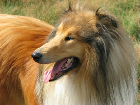 cuidados del Rough Collie