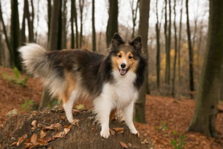 cachorro Collie de pelo largo