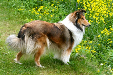 adiestramiento Collie de pelo largo