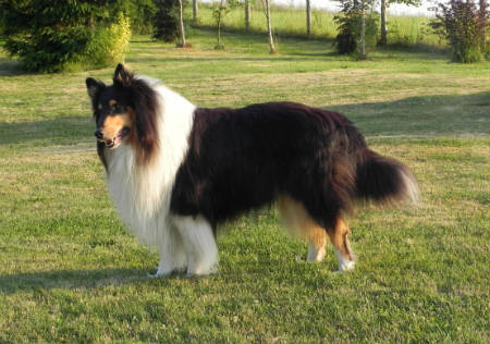 rough Collie pelo largo