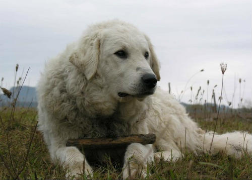 perro hungaro Kuvasz