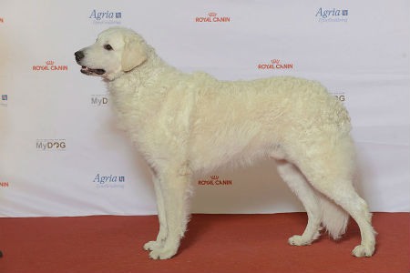 adiestramiento del Kuvasz