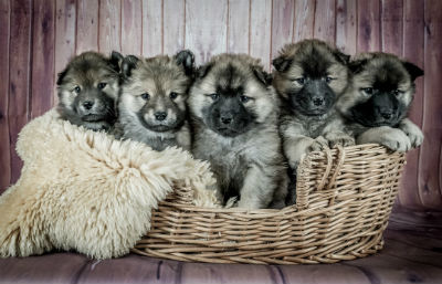 Cachorros de Eurasier