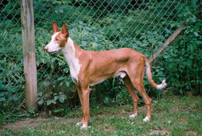 podenco de ibiza