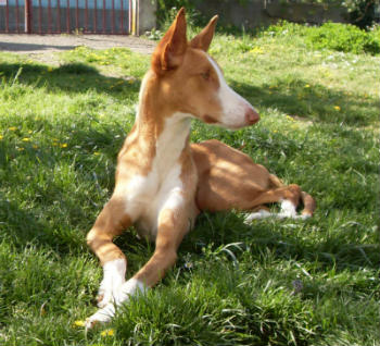 temperamento del Podenco