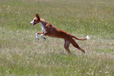 adiestrar podenco