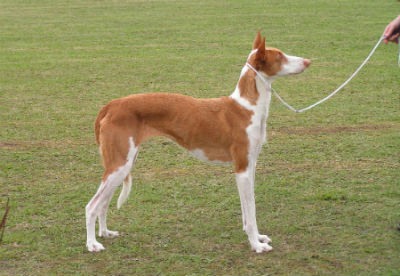 raza podenco ibicenco