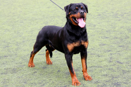 perro Rottweiler