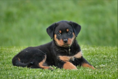 cachorro de Rottweiler