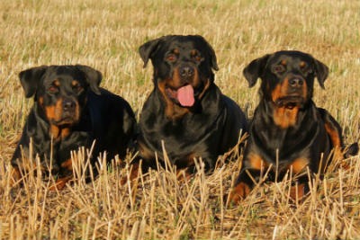 cuidados del Rottweiler