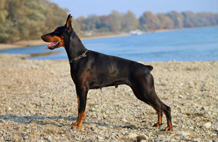 perro Doberman