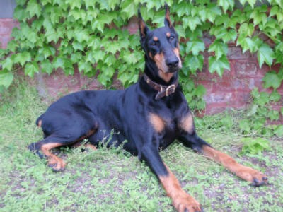 raza Doberman