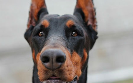 dobermann