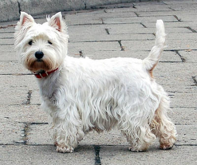 terrier blanco escoces