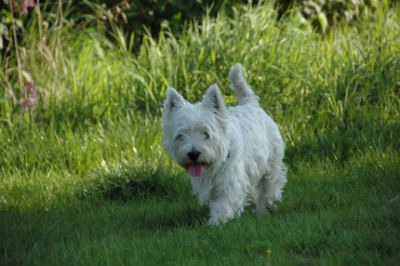 West Highland Terrier