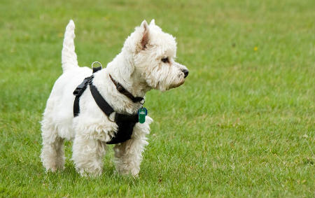 terrier blanco de escocia