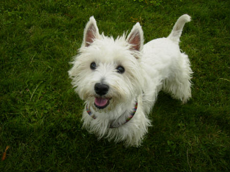 Westie