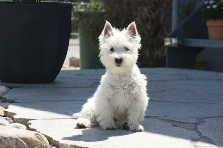 terrier blanco