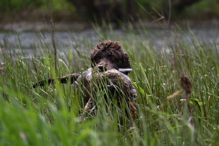 adiestrar perro Barbet