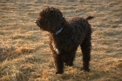 perro Barbet