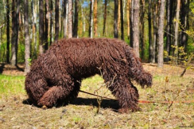 perro de agua de francia