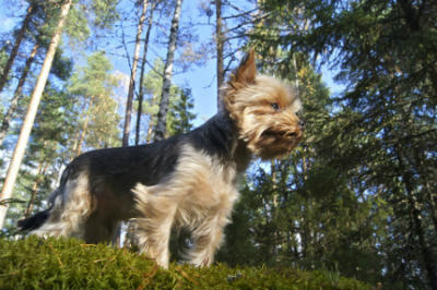 perro de Yorkshire