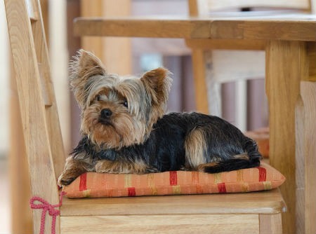 yorkie