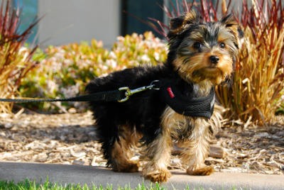 cachorro de yorkie