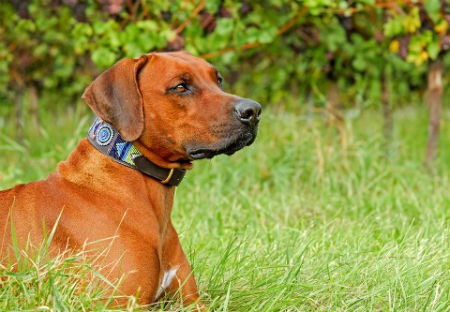 collar de perro