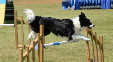 deporte canino Agility