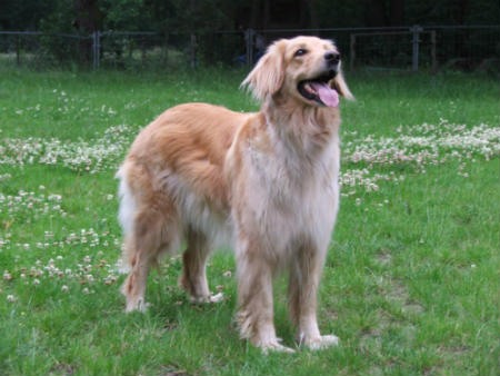 perro de granja aleman