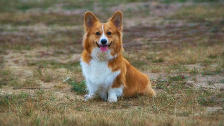 Corgi de Pembroke