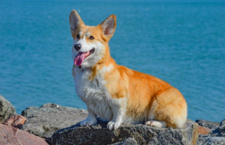 Welsh Pembroke Corgi