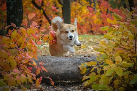 adiestramiento corgi