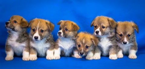 cachorros corgi