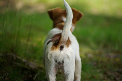 comunicacion corporal canina