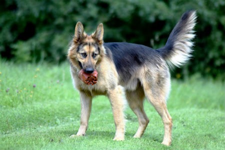 movimientos de la cola del perro