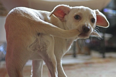 perro persiguiendo su cola