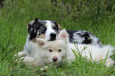 comportamiento de los perros en su entorno natural