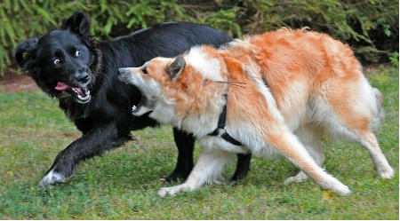 perro con problemas de comportamiento