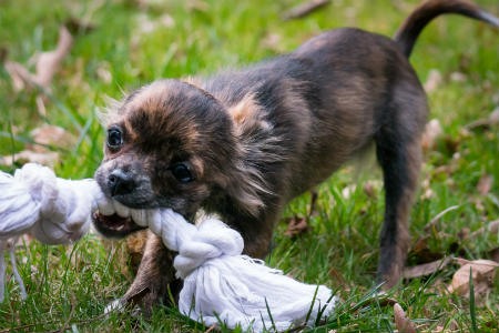 mordedor para cachorros