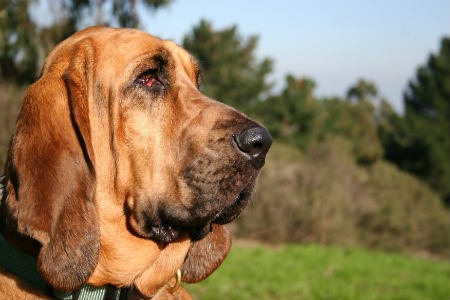 cuidados del perro de San Huberto